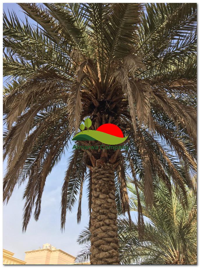 تكريب نخيل بالطائف