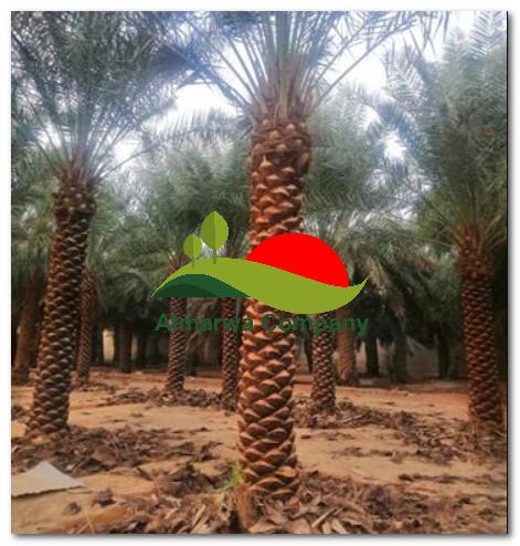 شركة تنظيف نخيل بالطائف