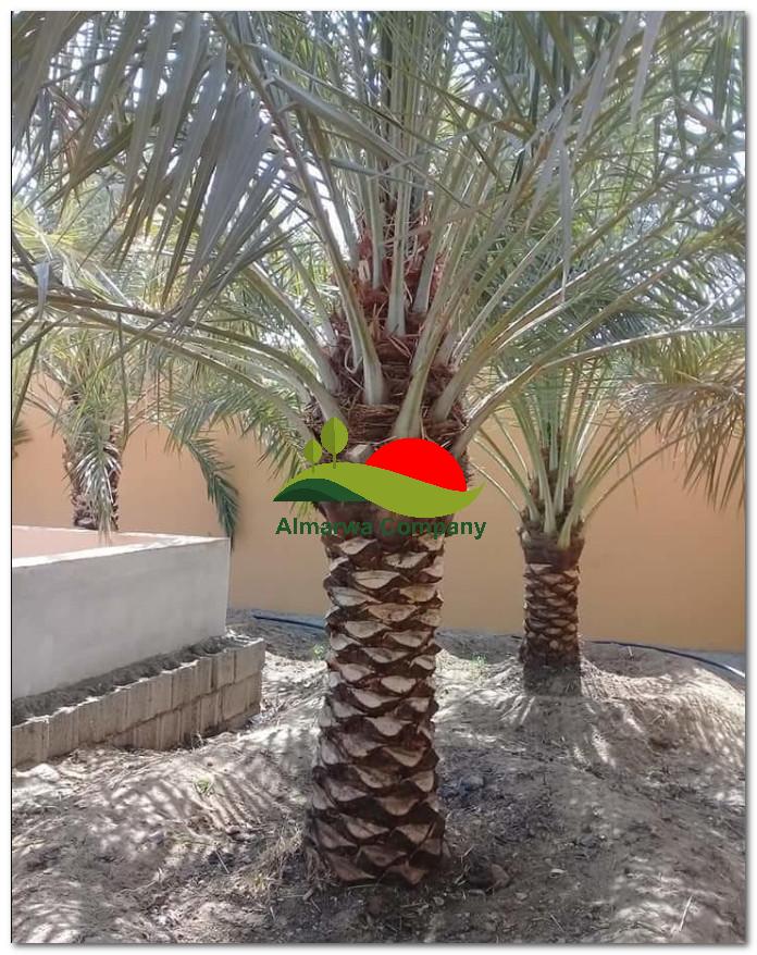 معلم تركيب نخيل بالطائف