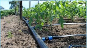 تركيب شبكات ري بابها