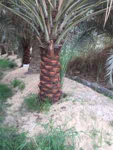 تكريب نخيل بابها