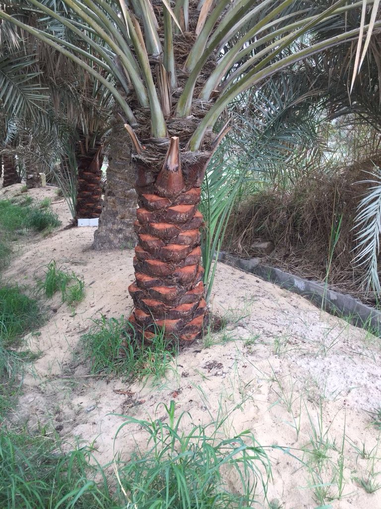 تكريب نخيل بابها