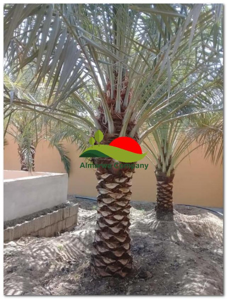 تكريب نخيل بخميس مشيط للايجار