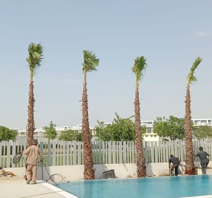 شركة تكريب نخيل بالرياض 0548241910