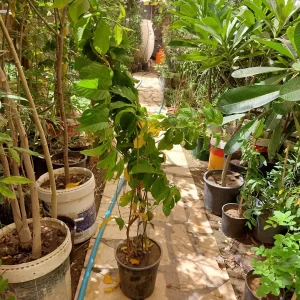 شركة تركيب شبكات الري بالقصيم