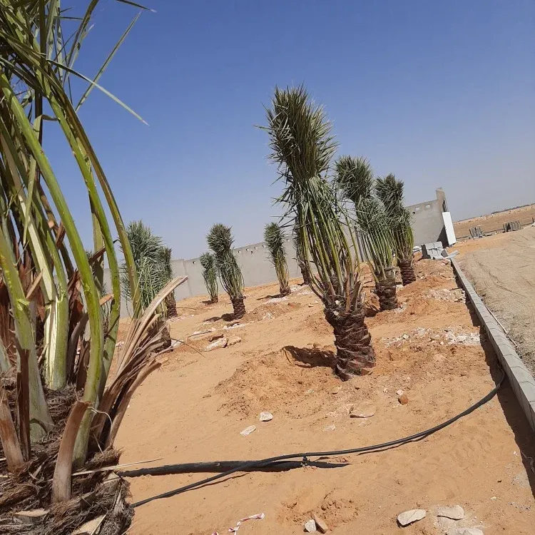 شركة تكريب نخيل بالرياض