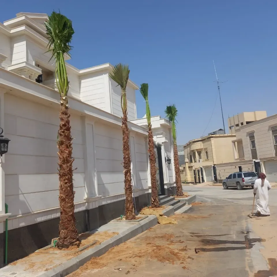 شركة تكريب نخيل بالرياض 0556915355