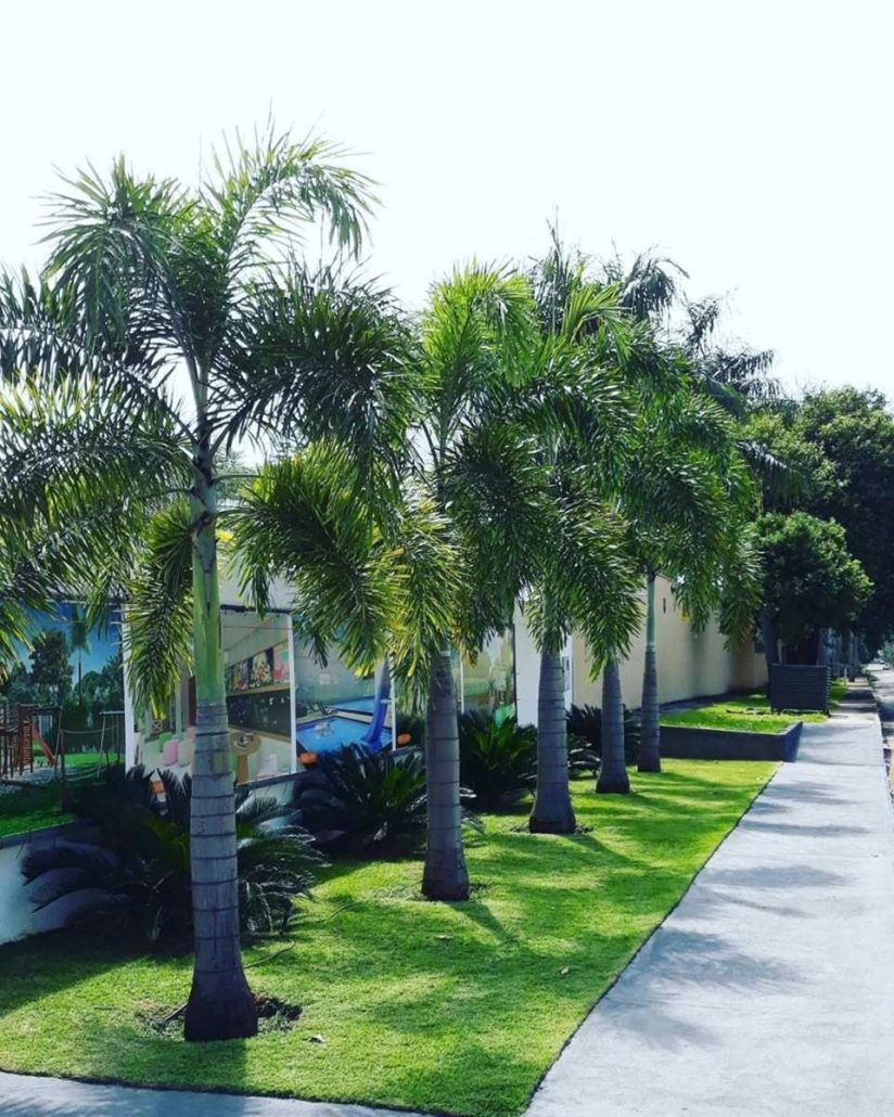 شركة تكريب نخيل بالرياض3 824x1030