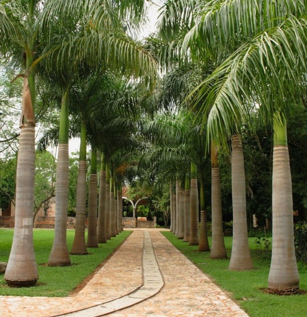 شركة تكريب نخيل بالرياض4 998x1030