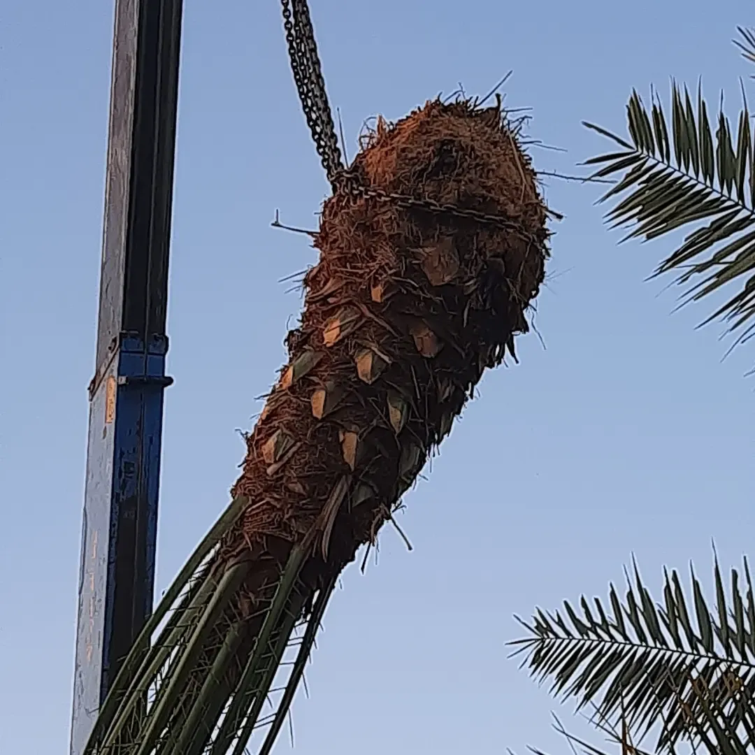 شركة تكريب نخيل بالرياض