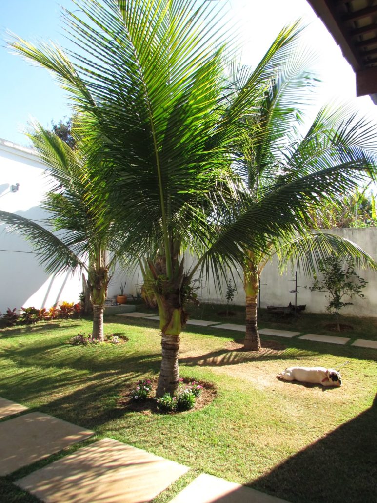 شركة تكريب نخيل بالرياض5 773x1030