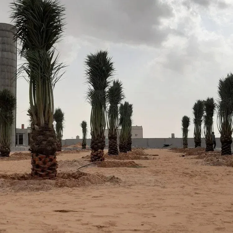 شركة تكريب نخيل بالرياض