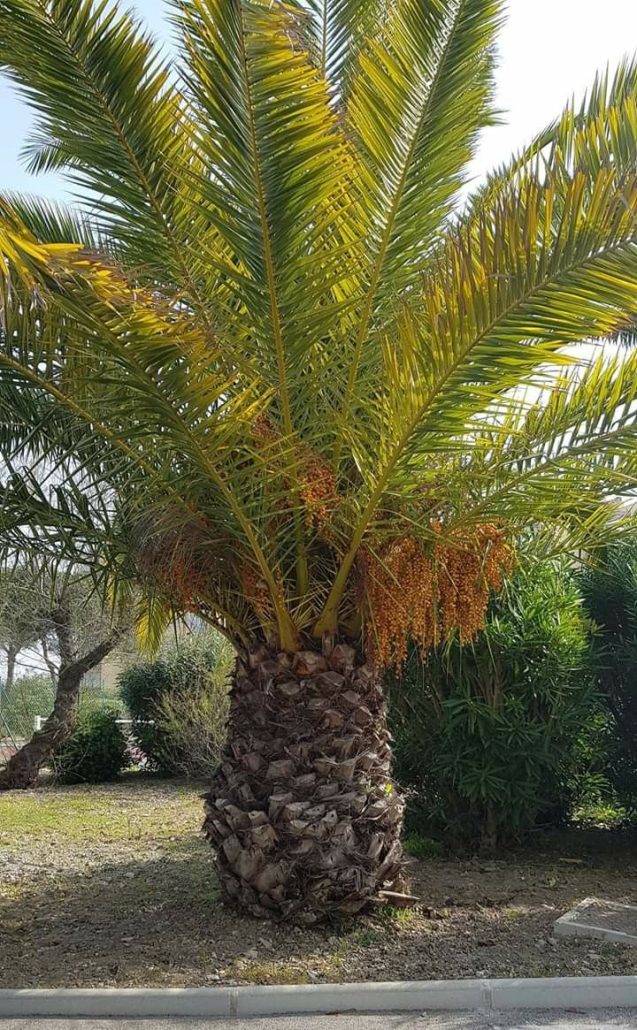 شركة تكريب نخيل بالرياض6 637x1030