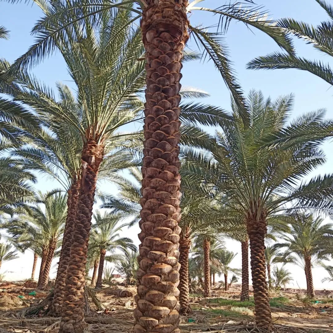 شركة تكريب نخيل بالرياض