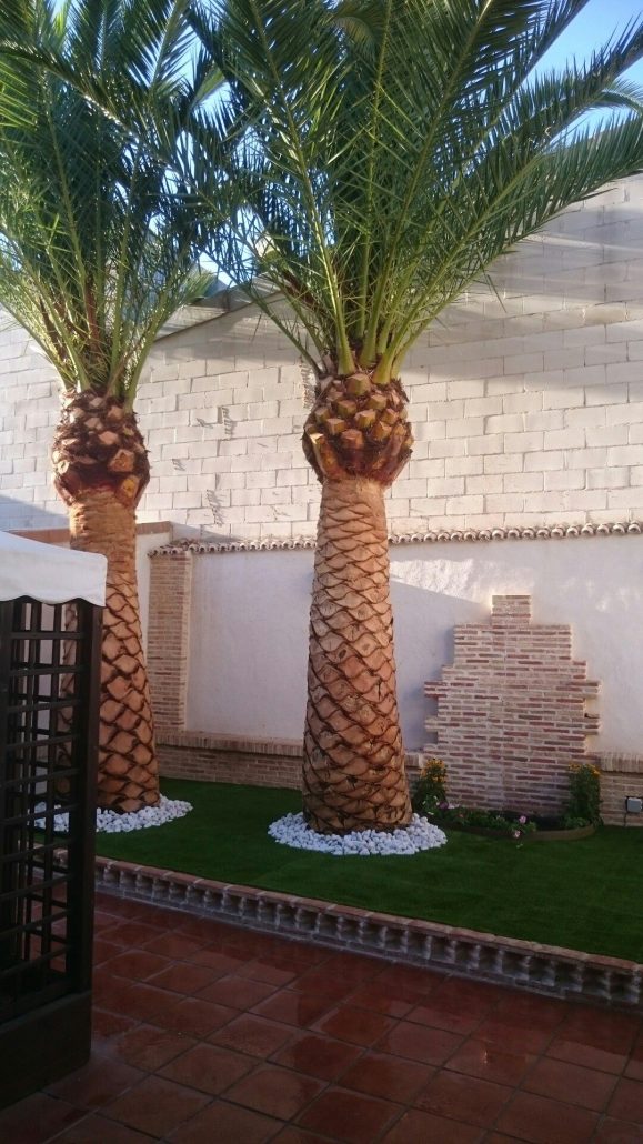 شركة تكريب نخيل بالرياض8 579x1030