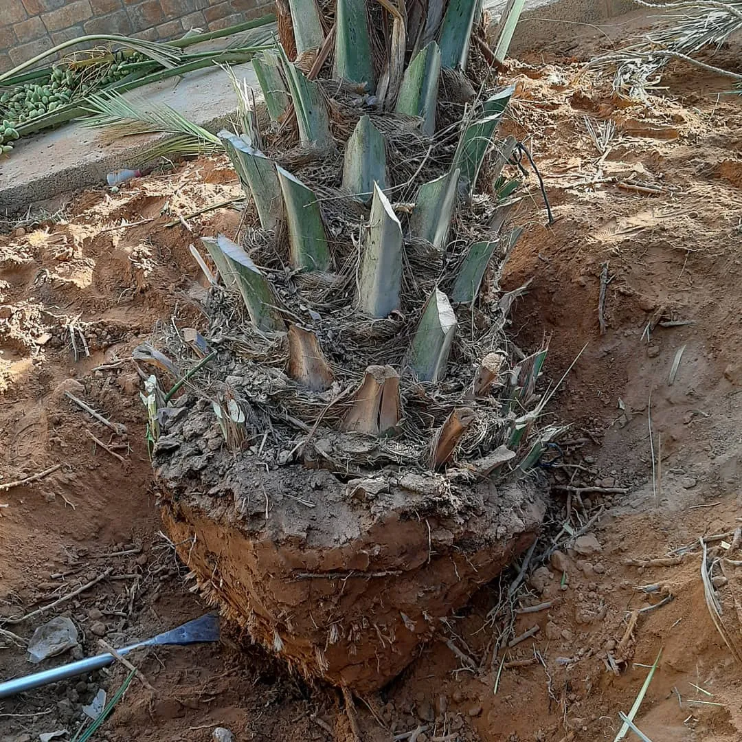 شركة تكريب نخيل بالرياض