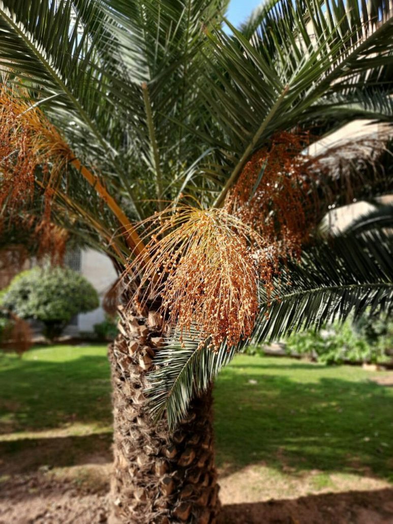 أفضل شركة تكريب نخيل بالخبر