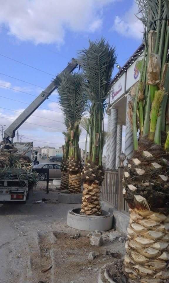 تكريب النخيل بالمنشار الكهربائي