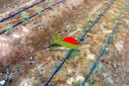 شركة تركيب شبكات الري بعنيزة للايجار 01025284450