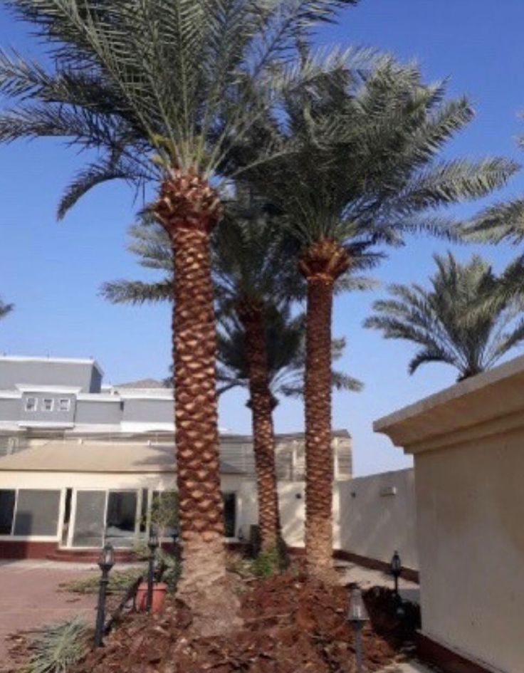 شركة تكريب نخيل بالخبر 1