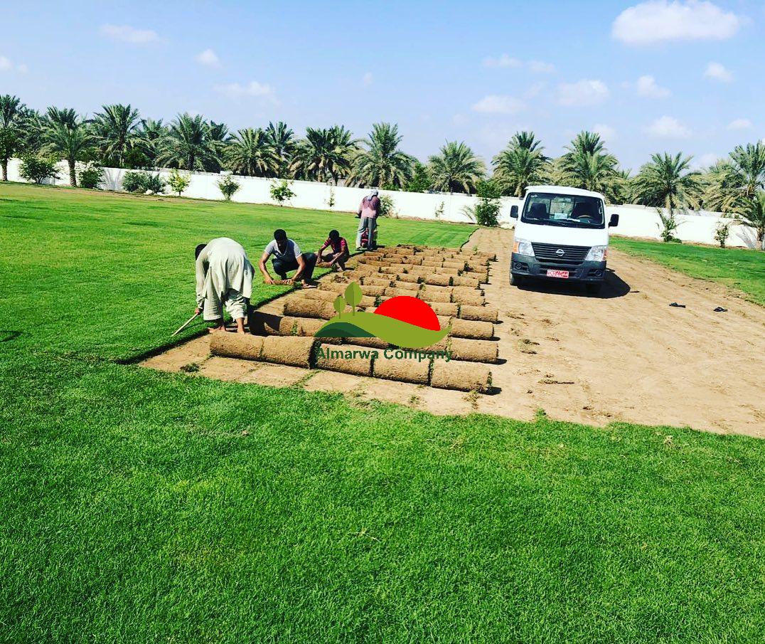 تركيب عشب طبيعي بالدمام6