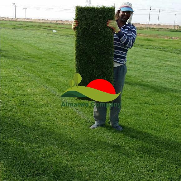  تركيب عشب طبيعي بجدة 