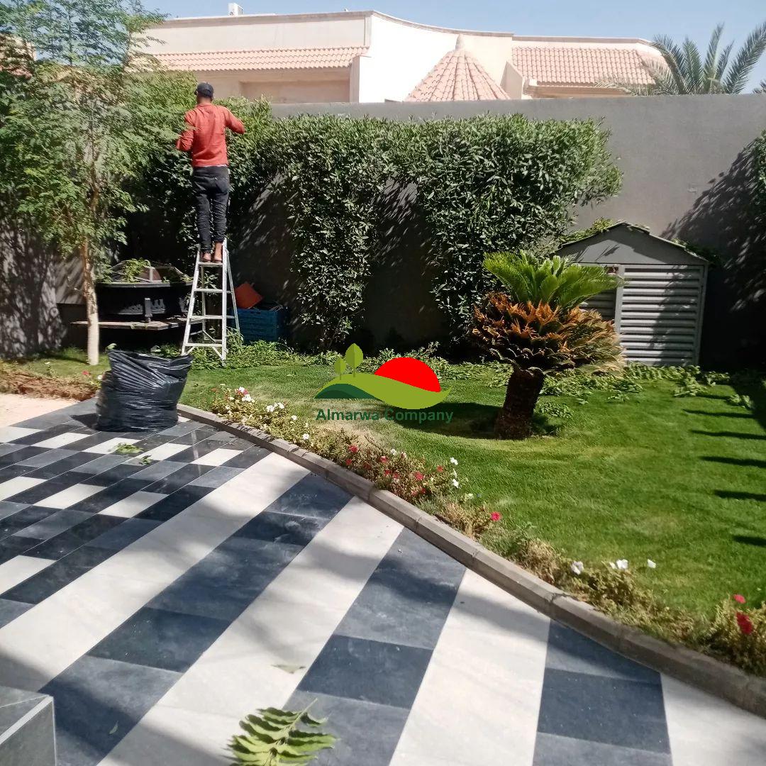 تكريب نخيل بالدمام