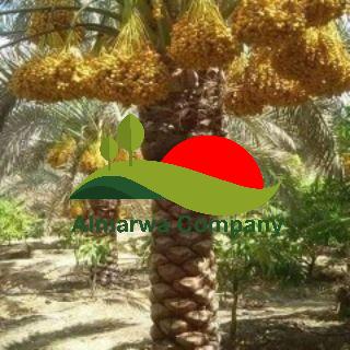 تكريب نخيل بالدمام 0560535229 ابو عائشة