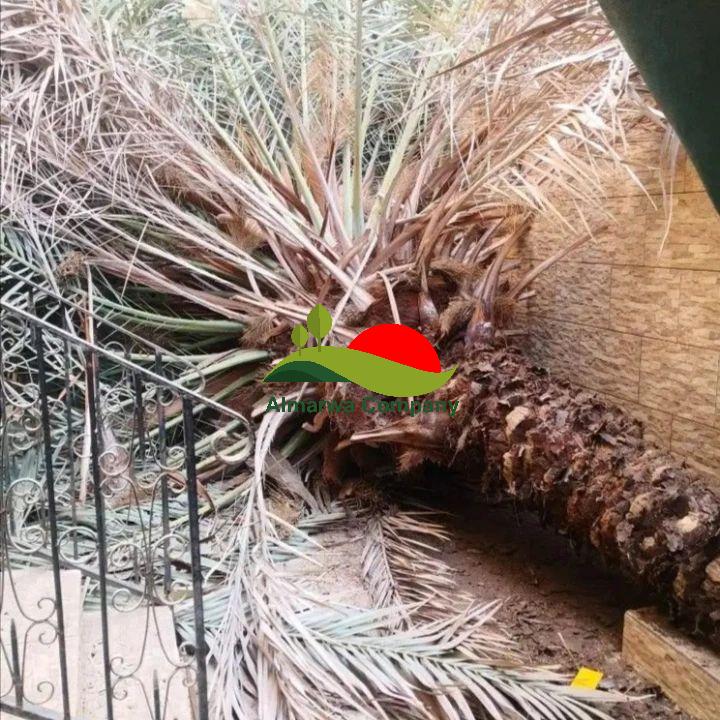 تكريب نخيل بالدمام