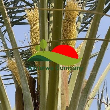 تكريب نخيل بالدمام