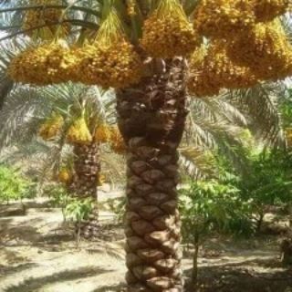 تكريب نخيل بالاحساء