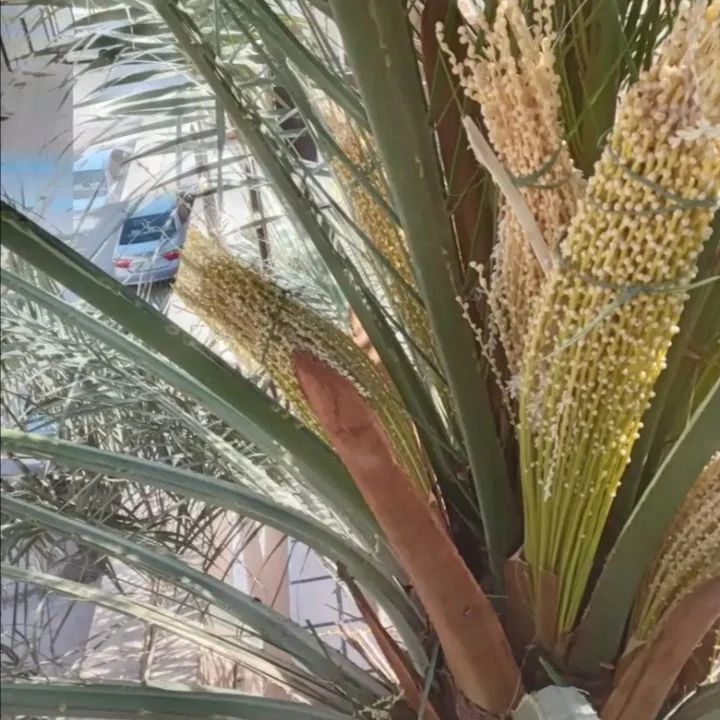 تكريب نخيل بالاحساء