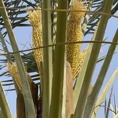 تكريب نخيل بالاحساء