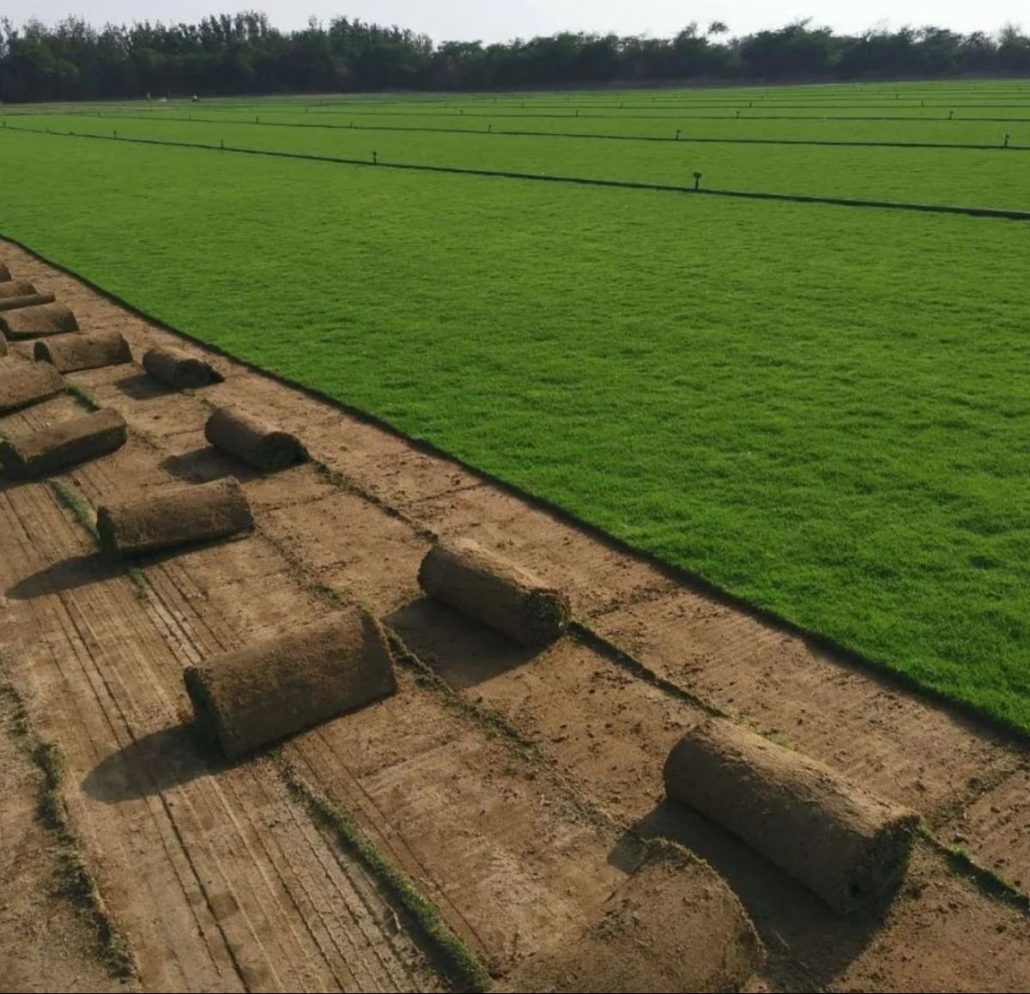 تركيب العشب الطبيعي بالدمام1 1030x994