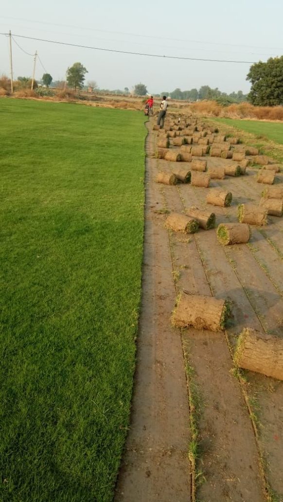 تركيب العشب الطبيعي بالدمام2 582x1030