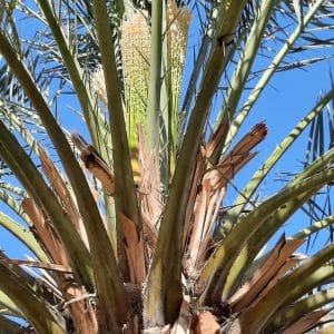 تكريب نخيل في العين