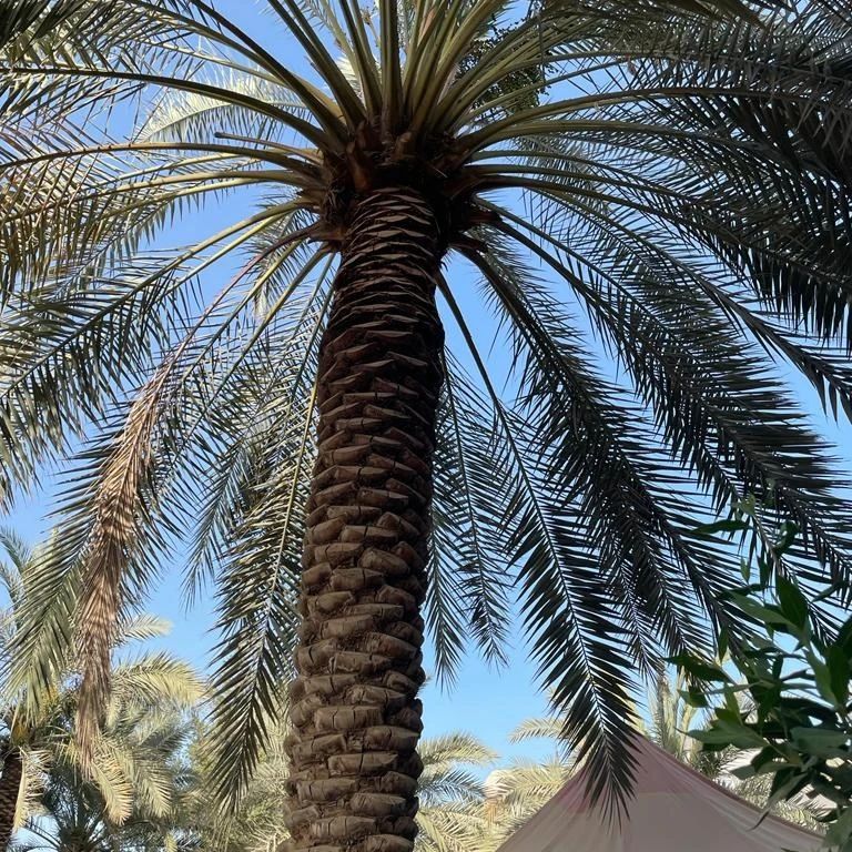 تركيب النخيل في العين