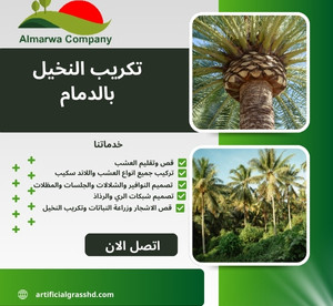 تكريب النخيل بالدمام