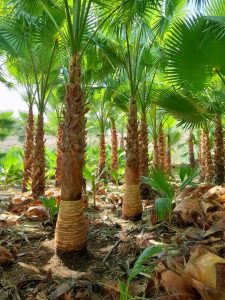 تكريب نخيل بالخرج