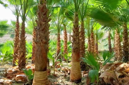 تكريب نخيل بالخرج 0534631219