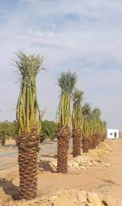 تكريب نخيل بالدرعية4 