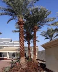 تكريب نخيل بالدرعية4