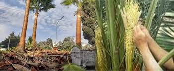 تكريب نخيل بالدرعية4