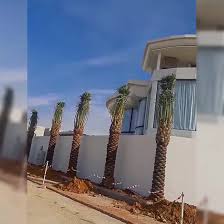 تكريب نخيل بالدرعية4