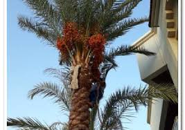 تكريب نخيل بالدرعية4 