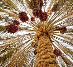 تكريب نخيل بالدرعية4