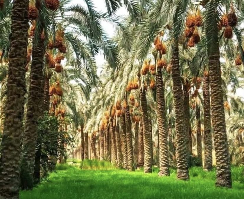 تكريب نخيل بمكة  0566434723