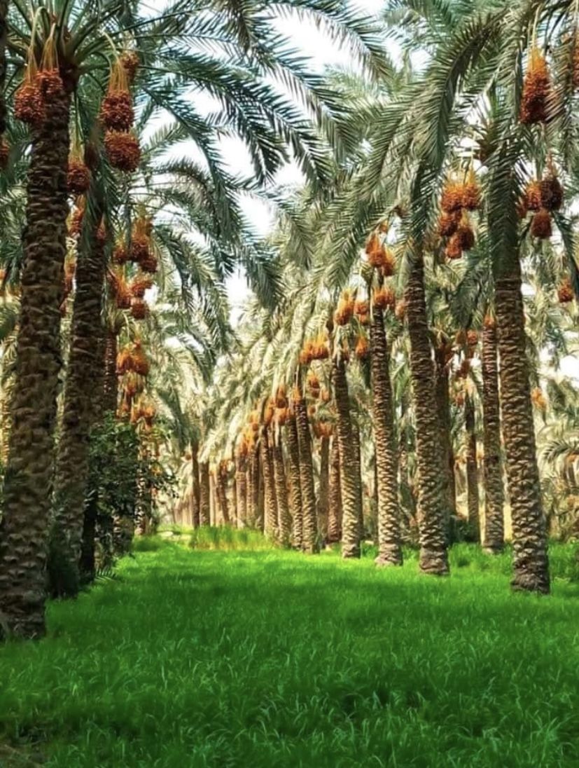 تكريب نخيل بمكة