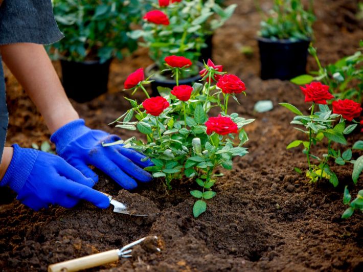 زراعة الورود والنباتات في ابوظبي