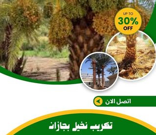 تكريب نخيل بجازان للايجار 01025284450